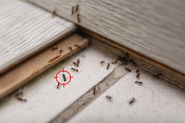 Laymantown, VA Pest Control Company