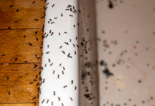 Best Affordable Pest Control Services  in Laymantown, VA
