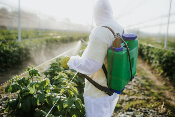 Best Wasp Removal Services  in Laymantown, VA
